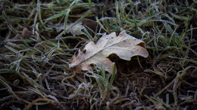 В Петербург и Ленобласть пришли первые заморозки