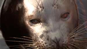 На «корабле капитана Крошика»