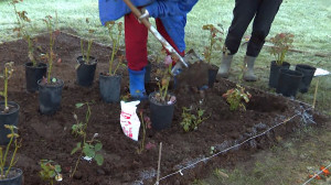 Высадка роз в Дворцовом парке Гатчины