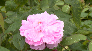 Как свежи были розы: очарование цветения осенних сортов в розарии ботанического сада