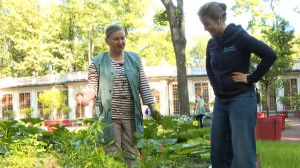 Тыква, картофель и пряные травы. В Летнем саду собирают урожай