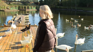 Лебяжье хозяйство в Приморском парке Победы