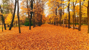 Пульс города. Трагедия в Сланцах, тайны Валаама, метро от рассвета до заката. 26 сентября 2025