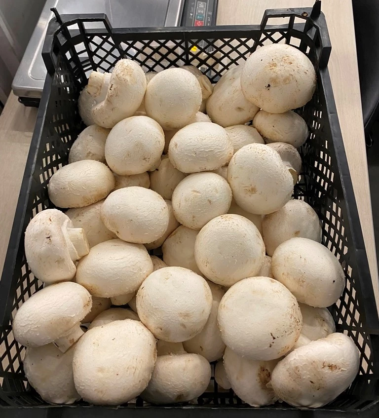 Торф и шампиньоны: 3,8 тысячи тонн продукции отправили на экспорт из Петербурга и Ленобласти за лето - tvspb.ru