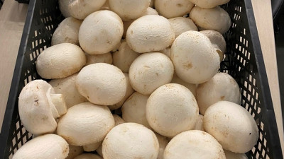 Торф и шампиньоны: 3,8 тысячи тонн продукции отправили на экспорт из Петербурга и Ленобласти за лето