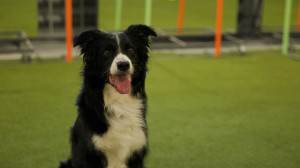 Собачий вальс, рок-н-ролл и другой фристайл. Петербуржцы вернулись из Швейцарии с победой на чемпионате Европы по танцам с собаками