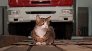 Игорь, кот Игорь — самый уравновешенный сотрудник Десятой пожарно-спасательной части Санкт-Петербурга