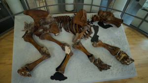 Путешествие на 44 тысячи лет назад. В Ленинградской области восстановили скелет мамонта, останки которого обнаружили на Ямале и собрали буквально по косточкам