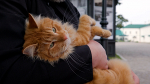 Игривый и весёлый, но при этом послушный и спокойный. Главный рыжий котохранитель Урсик Староладожского Никольского мужского монастыря