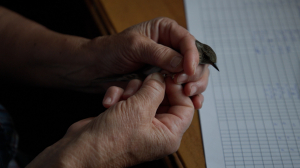 Мы — петербуржцы. Орнитолог Татьяна Рымкевич