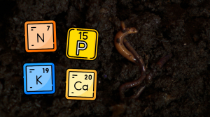 Как разведение червей дома помогает в борьбе за экологию?