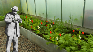 Вдохновение на грядках: что выращивали писатели-классики в своих садах и как это влияло на их творчество