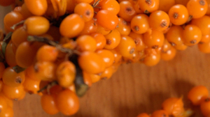 Облепиха — королева осени и чемпионка по содержанию витаминов и микроэлементов