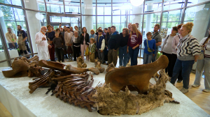 Путешествие на 44 тысячи лет назад. В Ленинградской области восстановили скелет мамонта, останки которого обнаружили на Ямале и собрали буквально по косточкам