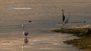 Лесные новости. Южные гости — белые цапли, уютная земляная кабанья нора, на которую покусился лисёнок, и как молодой канюк, играя с воображаемой добычей, отрабатывает охотничьи навыки