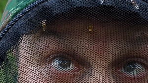 Лесные новости. Брачные игры осеннего глухаря, подготовка к зиме барсуков и нашествие оленьей кровососки