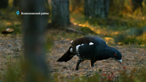 Глухариное время собирать камни, бабочка — «неколибри» и барсучий контроль за подготовкой берлоги – свежие лесные новости от Павла Глазкова