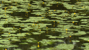 Цветы на воде Павловского парка. Поиски редких и интересных растений