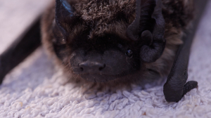Центр реабилитации летучих мышей открылся в Ленинградском зоопарке