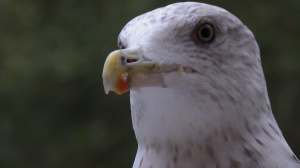 Чайка Вася и его необычная дружба с семьёй Плотниковых