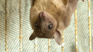 Летучая собака, обожающая бананы и мёд: как живёт очаровательный домашний крылан Мичи