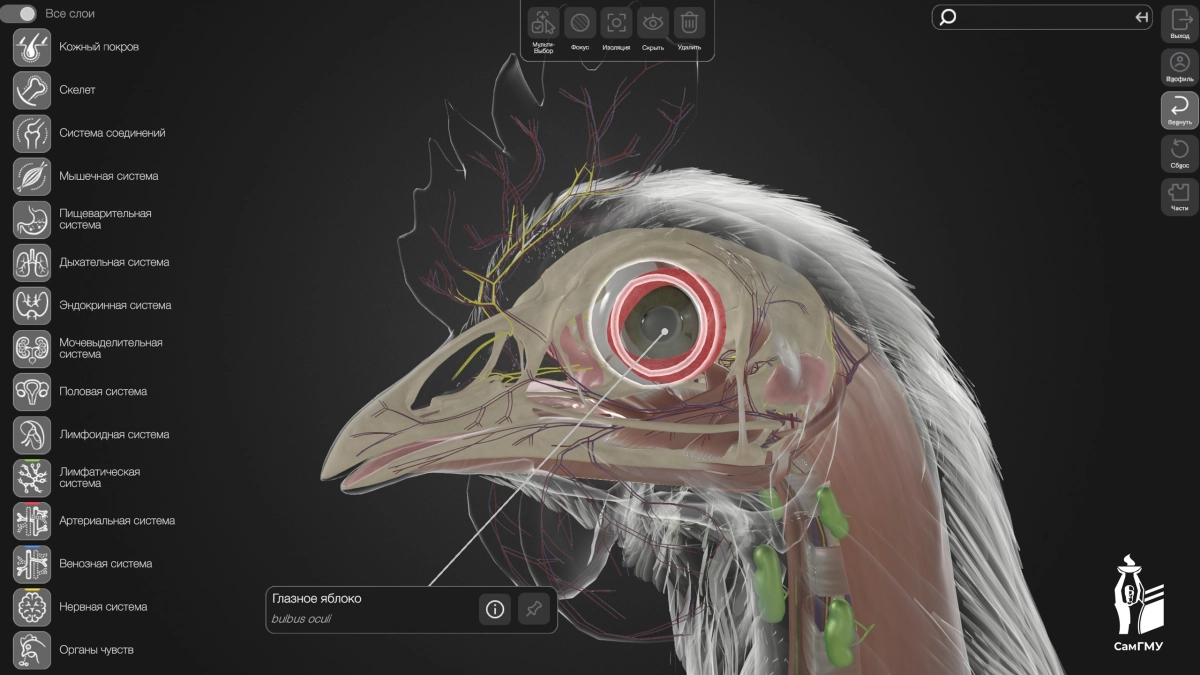 3D-атлас анатомии курицы разработали для российских школьников - tvspb.ru