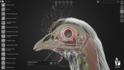 3D-атлас анатомии курицы разработали для российских школьников