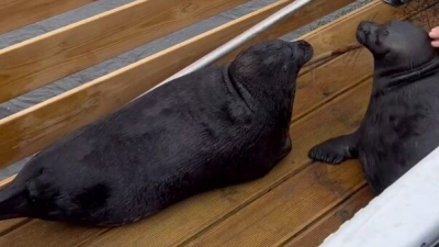 Сила, грация, сосредоточенный взгляд: Как каникулы на Ладоге изменили Крошика и Шлиссика