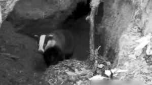 Уникальное видео: барсук готовится к зимней спячке