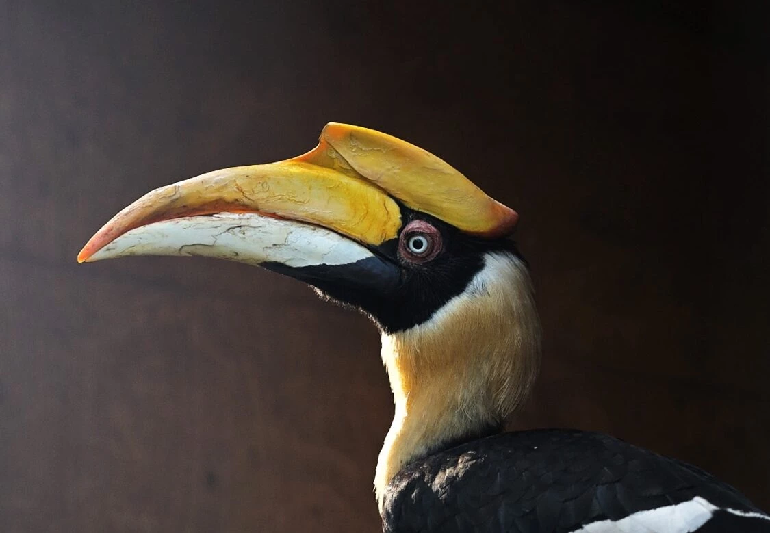 Из Ленинградского зоопарка улетел индийский калао - tvspb.ru