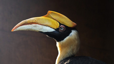 Из Ленинградского зоопарка улетел индийский калао