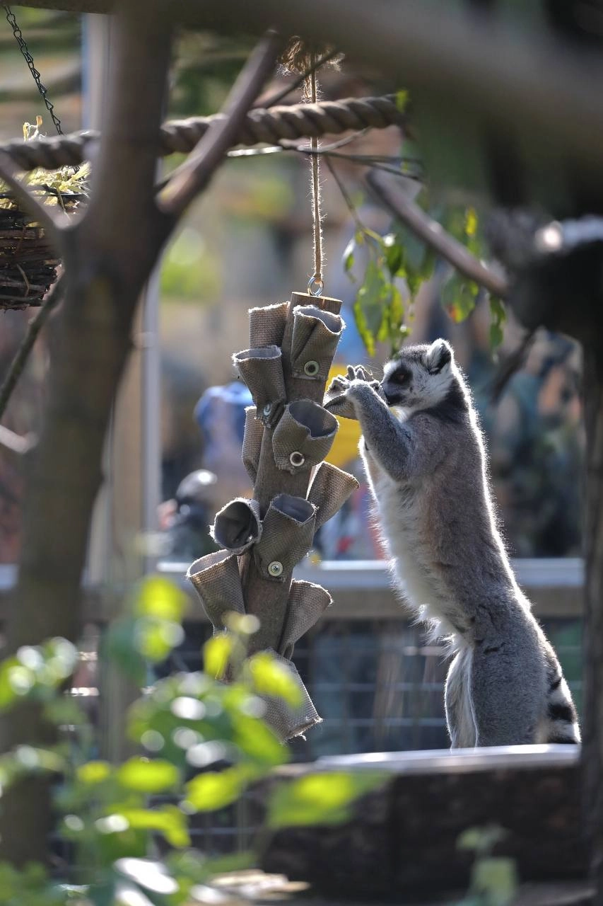 Сотрудники Ленинградского зоопарка рассказали, как проходят будни животных - tvspb.ru