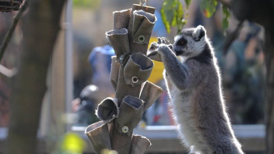 Сотрудники Ленинградского зоопарка рассказали, как проходят будни животных