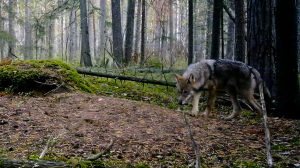 Дикие выходные с Павлом Глазковым. Заказник «Ореховский»