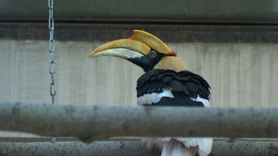 «На приманку птица не поддалась»: Ленинградский зоопарк продолжает искать большого индийского калао, улетевшего накануне