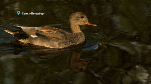 Лесные новости. Узнаем куда летят серые утки, что не поделили вороны и лесная куница, а также почему барсук осенью совсем не похож на фитоняшку