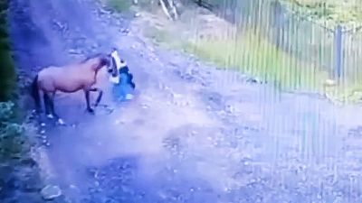 В Ленинградской области лошадь напала на пенсионерку