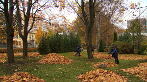 Подготовка к зиме в садах и парках Выборгского района