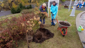 Высадка многолетних растений в Сестрорецке