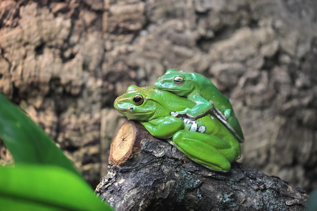 Что было раньше — курица или яйцо: 11 октября Ленинградский зоопарк отметит Международный день яйца - tvspb.ru