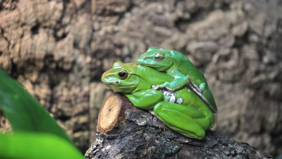 Что было раньше — курица или яйцо: 11 октября Ленинградский зоопарк отметит Международный день яйца