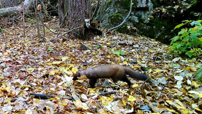 На Карельском перешейке заметили грозу белок — желтодушку