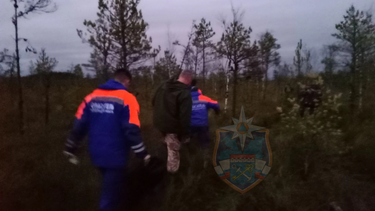 В лесу Лужского района обнаружили тело мужчины - tvspb.ru