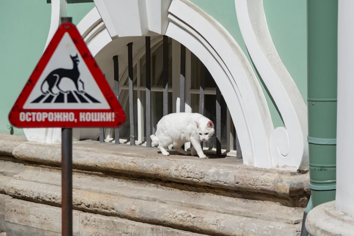 В Эрмитаже рассказали, как забрать в семью музейных котов - tvspb.ru