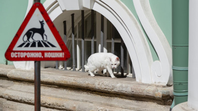В Эрмитаже рассказали, как забрать в семью музейных котов