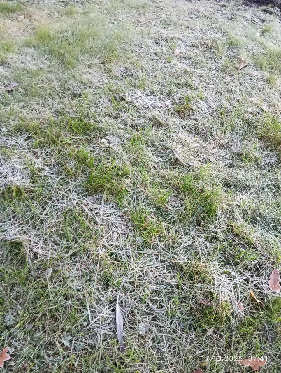 Трава покрылась инеем: в Петербург пришли заморозки - tvspb.ru