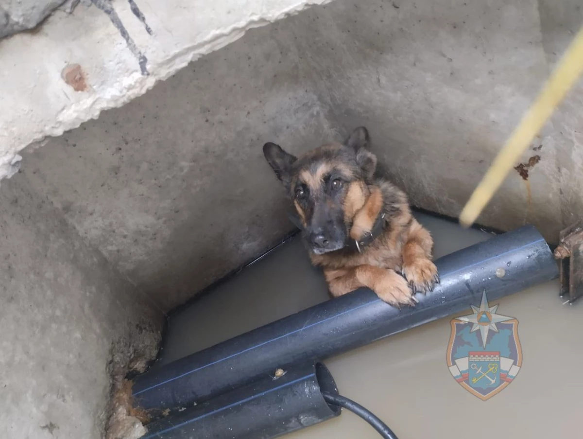 В поселке Ям-Ижора спасли собаку, провалившуюся в люк - tvspb.ru