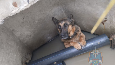 В поселке Ям-Ижора спасли собаку, провалившуюся в люк