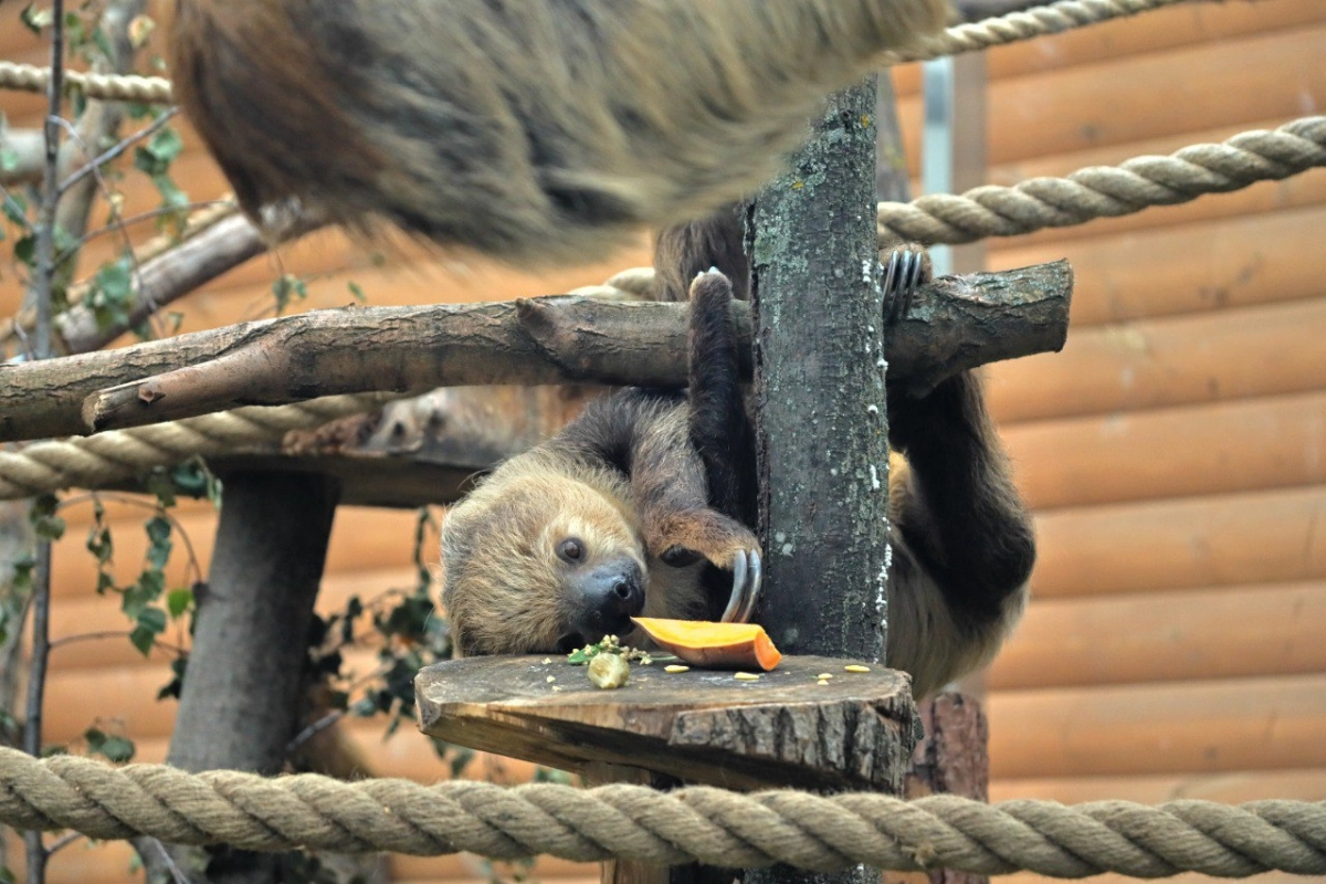 Ленинградский зоопарк рассказал об изменениях в работе 21 октября - tvspb.ru