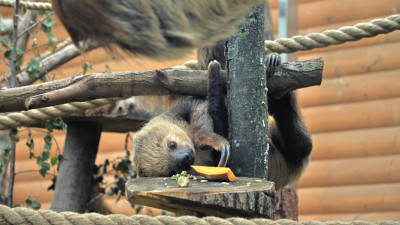 Ленинградский зоопарк рассказал об изменениях в работе 21 октября